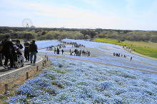 国営ひたち海浜公園  6