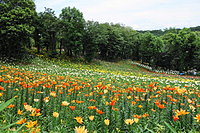 西武園 ゆり園 3-1