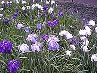 紫陽花と花菖蒲　明月院 1 4-1