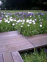 紫陽花と花菖蒲　明月院 1 4-3