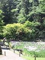 菖蒲園