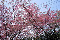 伊豆高原の桜並木 1-1