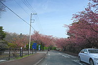 伊豆高原の桜並木 1-2