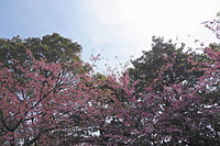 伊豆高原の桜並木 1-3