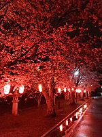 桜の馬場