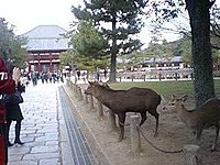 奈良公園 1-1