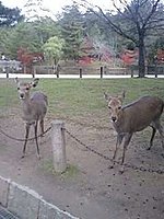奈良公園 1-3