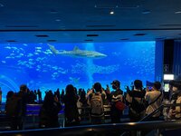 沖縄美ら海水族館 1-1