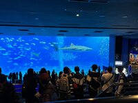 沖縄美ら海水族館 1-2