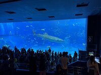 沖縄美ら海水族館 3-2