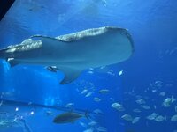 沖縄美ら海水族館 3-3