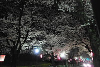 府中市 桜通り 3-2