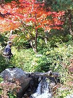 昭和記念公園　日本庭園 1-2