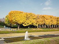 カナール（水路）イチョウ