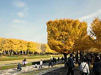 国営昭和記念公園　イチョウ並木 1-2