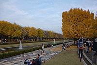 国営昭和記念公園　イチョウ並木 2-1