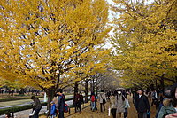 国営昭和記念公園　イチョウ並木 2-2