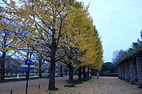 国営昭和記念公園　イチョウ並木 2-3