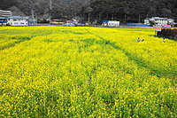 南伊豆町の菜の花まつり 1-3