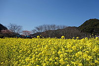 南伊豆町の菜の花まつり 2-2