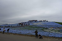 国営ひたち海浜公園 2-1